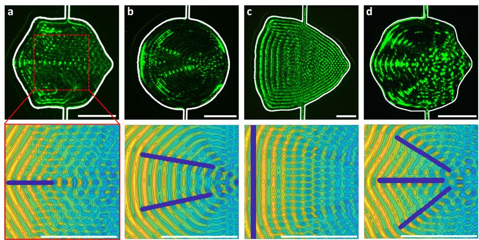 Figure 6. Bottom: Regions drawn in Microsoft Paint (purple) superimposed on the simulated acoustic field needed to aggregate particles in those regions.  Top: Resulting patterns of suspended polystyrene particles in a fabricated microfluidic device.